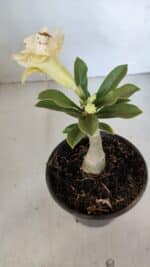 ENXERTO 12052 – 20cm (cor LM 1004) - Imagem 5