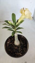 ENXERTO 12052 – 20cm (cor LM 1004) - Imagem 4