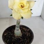 ENXERTO 12052 – 20cm (cor LM 1004)