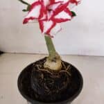 ENXERTO 12054 – 20cm (cor LM 797) ID: Ferrari