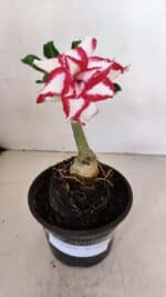 ENXERTO 12054 – 20cm (cor LM 797) ID: Ferrari