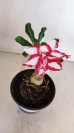 ENXERTO 12054 – 20cm (cor LM 797) ID: Ferrari - Imagem 3