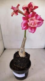 ENXERTO 12055 – 20cm (cor LM 402) - Imagem 2