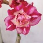 ENXERTO 12055 – 20cm (cor LM 402)