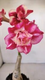 ENXERTO 12055 – 20cm (cor LM 402)