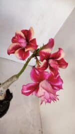 ENXERTO 12055 – 20cm (cor LM 402) - Imagem 4