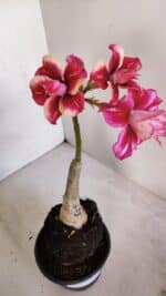 ENXERTO 12055 – 20cm (cor LM 402) - Imagem 7