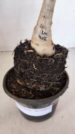 ENXERTO 12055 – 20cm (cor LM 402) - Imagem 6