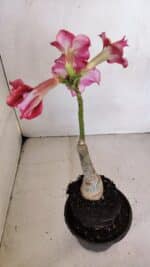 ENXERTO 12055 – 20cm (cor LM 402) - Imagem 5