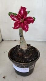 ENXERTO 12056 – 20cm (cor LM 887) - Imagem 2