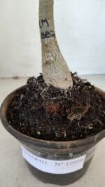 ENXERTO 12056 – 20cm (cor LM 887) - Imagem 5