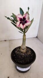 ENXERTO 12057 – 20cm (cor LM 424) - Imagem 2