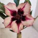 ENXERTO 12057 – 20cm (cor LM 424)