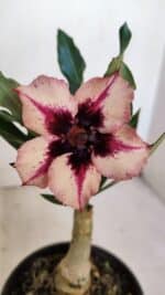 ENXERTO 12057 – 20cm (cor LM 424)