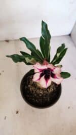 ENXERTO 12057 – 20cm (cor LM 424) - Imagem 4