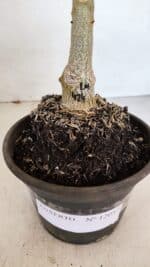 ENXERTO 12057 – 20cm (cor LM 424) - Imagem 6