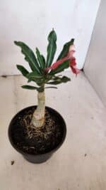 ENXERTO 12057 – 20cm (cor LM 424) - Imagem 5