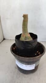 ENXERTO 12058 – 20cm (cor LM 1013) - Imagem 2