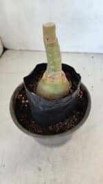 ENXERTO 12058 – 20cm (cor LM 1013) - Imagem 4