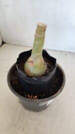 ENXERTO 12058 – 20cm (cor LM 1013) - Imagem 3