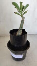 ENXERTO 12059 – 20cm (cor LM 1010)