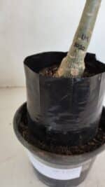 ENXERTO 12059 – 20cm (cor LM 1010) - Imagem 5