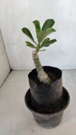 ENXERTO 12059 – 20cm (cor LM 1010) - Imagem 4