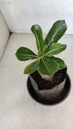 ENXERTO 12059 – 20cm (cor LM 1010) - Imagem 3