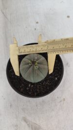 Euforbia "OBESA" - Nº 10 - vaso 11 - Imagem 5