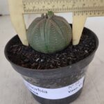 Euforbia "OBESA" - Nº 10 - vaso 11