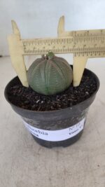 Euforbia "OBESA" - Nº 10 - vaso 11