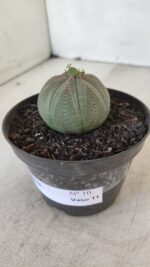 Euforbia "OBESA" - Nº 10 - vaso 11 - Imagem 6