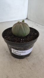 Euforbia "OBESA" - Nº 10 - vaso 11 - Imagem 7