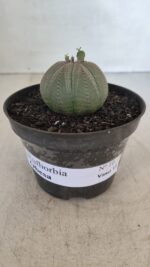 Euforbia "OBESA" - Nº 10 - vaso 11 - Imagem 2