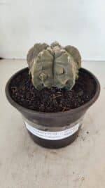 ASTROPHYTUM MYRIOSTIGMA cv FUKURYU  Nº 1010 – vaso 15 - Imagem 2