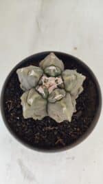 ASTROPHYTUM MYRIOSTIGMA cv FUKURYU  Nº 1010 – vaso 15 - Imagem 3