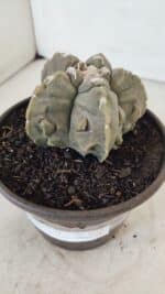 ASTROPHYTUM MYRIOSTIGMA cv FUKURYU  Nº 1010 – vaso 15 - Imagem 9