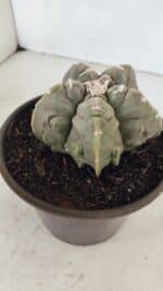 ASTROPHYTUM MYRIOSTIGMA cv FUKURYU  Nº 1010 – vaso 15 - Imagem 6