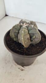 ASTROPHYTUM MYRIOSTIGMA cv FUKURYU  Nº 1010 – vaso 15 - Imagem 8