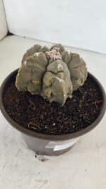 ASTROPHYTUM MYRIOSTIGMA cv FUKURYU  Nº 1010 – vaso 15 - Imagem 7