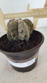 ASTROPHYTUM MYRIOSTIGMA cv FUKURYU  Nº 1010 – vaso 15 - Imagem 4