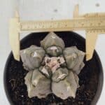 ASTROPHYTUM MYRIOSTIGMA cv FUKURYU  Nº 1010 – vaso 15