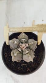 ASTROPHYTUM MYRIOSTIGMA cv FUKURYU  Nº 1010 – vaso 15