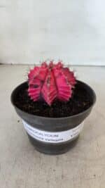 GYMNOCALYCIUM Mihanovichii Variegata Nº 560 – vaso 11 - Imagem 2