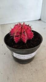GYMNOCALYCIUM Mihanovichii Variegata Nº 560 – vaso 11 - Imagem 9