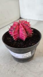 GYMNOCALYCIUM Mihanovichii Variegata Nº 560 – vaso 11 - Imagem 8