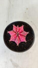 GYMNOCALYCIUM Mihanovichii Variegata Nº 560 – vaso 11 - Imagem 3