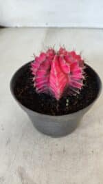 GYMNOCALYCIUM Mihanovichii Variegata Nº 560 – vaso 11 - Imagem 7