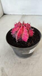 GYMNOCALYCIUM Mihanovichii Variegata Nº 560 – vaso 11 - Imagem 6