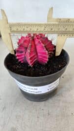 GYMNOCALYCIUM Mihanovichii Variegata Nº 560 – vaso 11 - Imagem 4